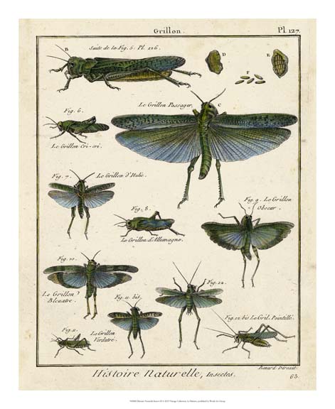 Histoire Naturelle Insects II