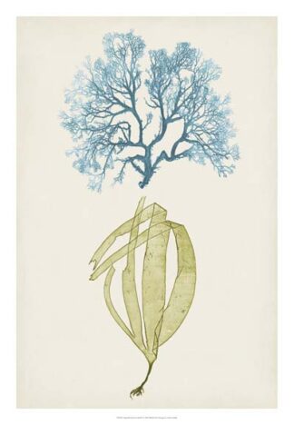 Aqua & Citron Coral IV