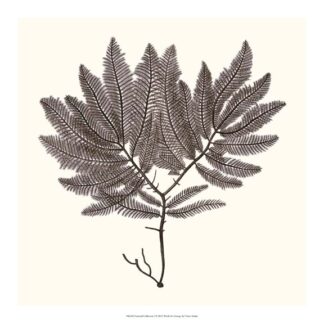 Seaweed Collection I