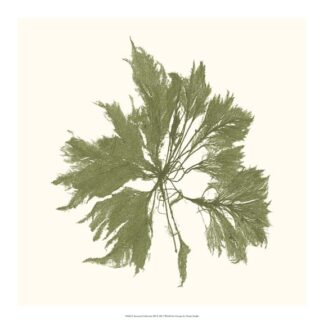 Seaweed Collection III