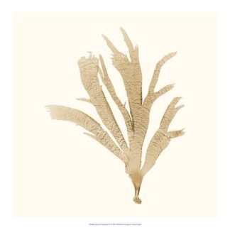 Seaweed Collection IV