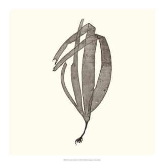 Seaweed Collection V