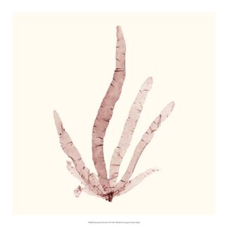 Seaweed Collection VI