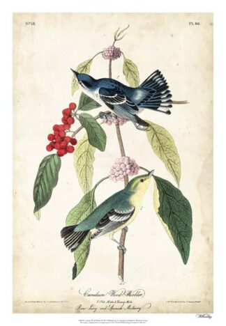 Cerulean Wood Warbler