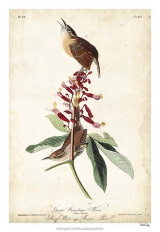 Great Carolina Wren