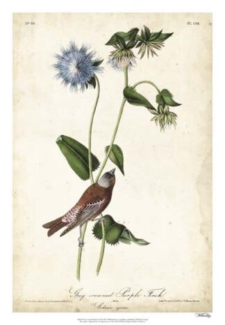 Grey-crowned Purple Finch