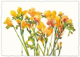 Freesia II