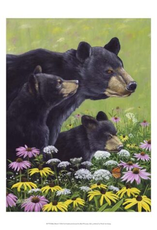Black Bears