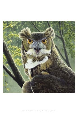 Great Horned Owl