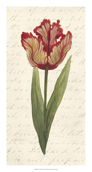 Twin Tulips II