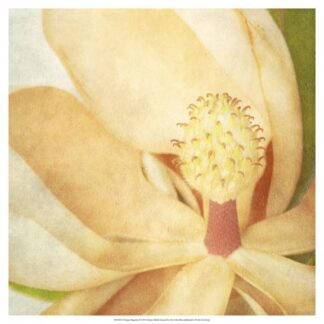 Vintage Magnolia II