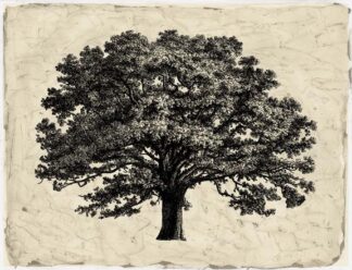 O/size B&W Embellish Elephant Tree