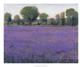 Lavender Field I