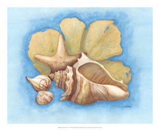 Seashells & Seafan II