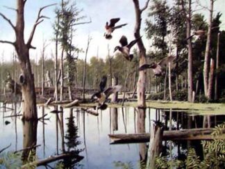 Summer Refuge, Wood Ducks