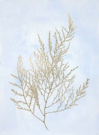 Gold Foil Algae II on Blue