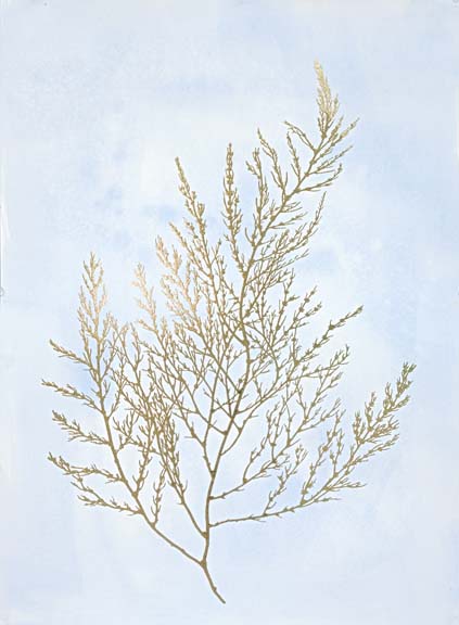 Gold Foil Algae II on Blue