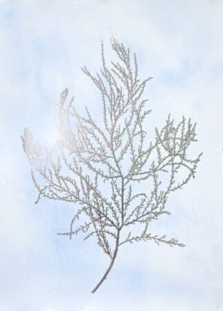 Silver Foil Algae III on Blue