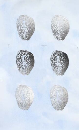 6-Up Silver Foil Shell II on Blue Wash II