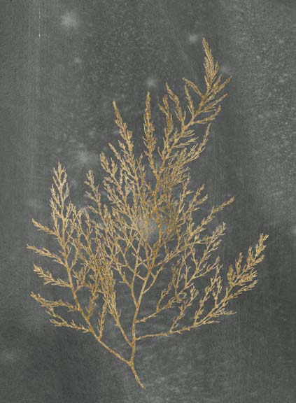 Gold Foil Algae II on Black