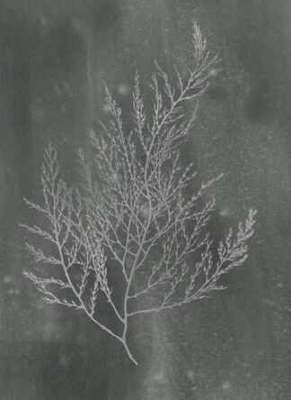 Silver Foil Algae II on Black Wash