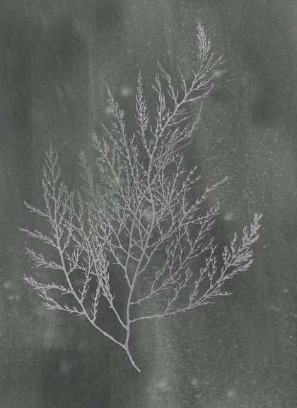 Silver Foil Algae II on Black Wash