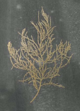 Gold Foil Algae III on Black