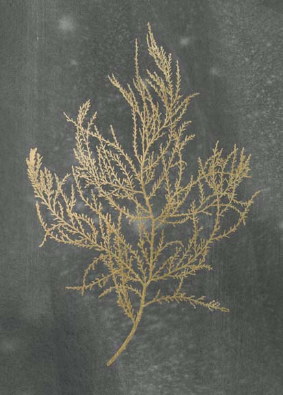 Gold Foil Algae III on Black