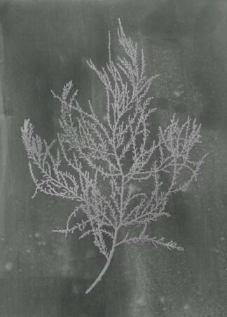 Silver Foil Algae III on Black