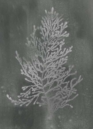 Silver Foil Algae IV on Black Wash