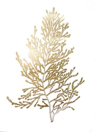 Gold Foil Algae IV