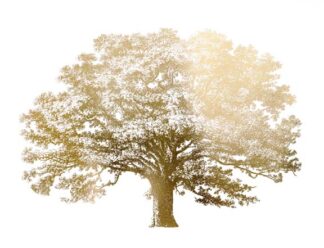 Gold Foil Elephant Tree