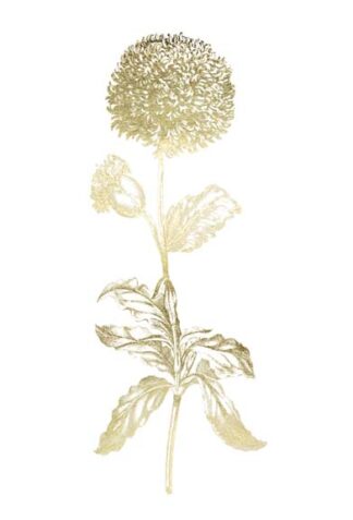 Gold Foil Singular Beauty II