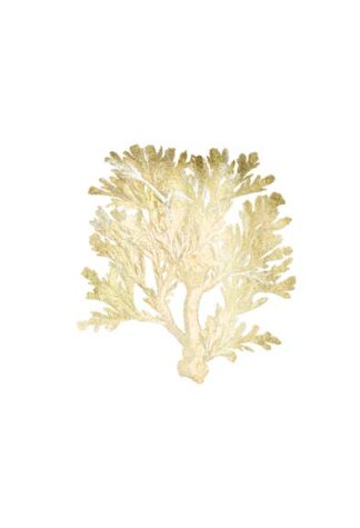 Gold Foil Coral IV