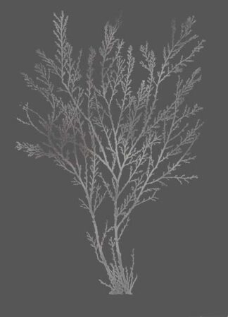 Silver Foil Algae I on Dark Grey