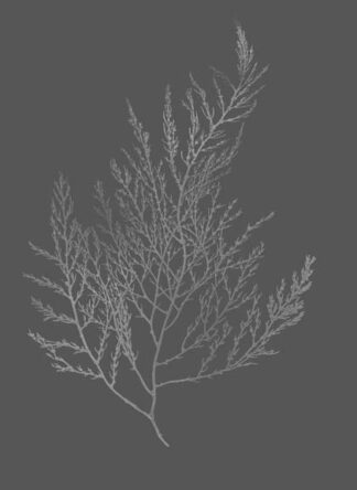 Silver Foil Algae II on Dark Gray